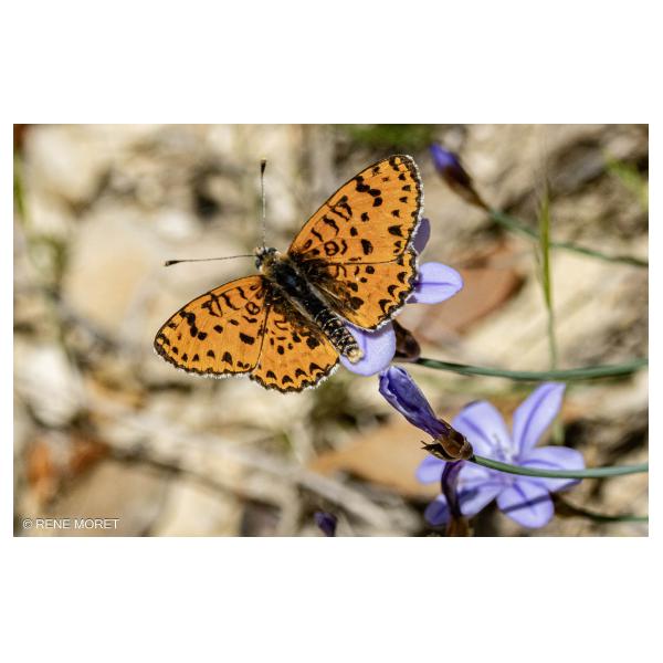 PHOTO84, CLUB, 84 , LUBERON